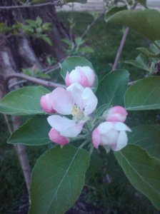 My Apple Tree's first bloom! March 26, 2012